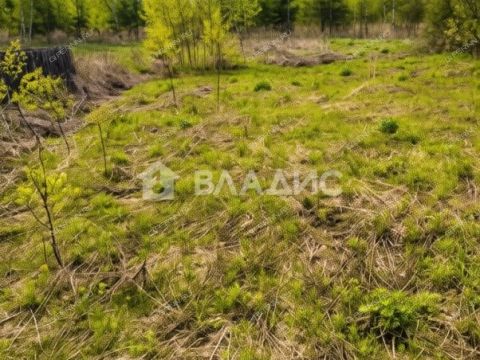 derevnya-apraksino-gorodskoy-okrug-bor фото