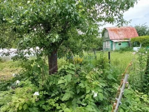 dacha фото
