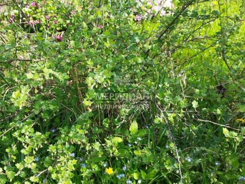 dacha-snt-sokol-sad-n1-snt-sokol-sad-1 фото