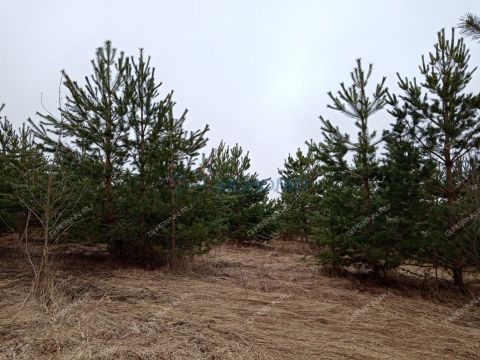 dp-cheshskie-sady-derevnya-nepecino-ter-bogorodskiy-municipalnyy-okrug фото