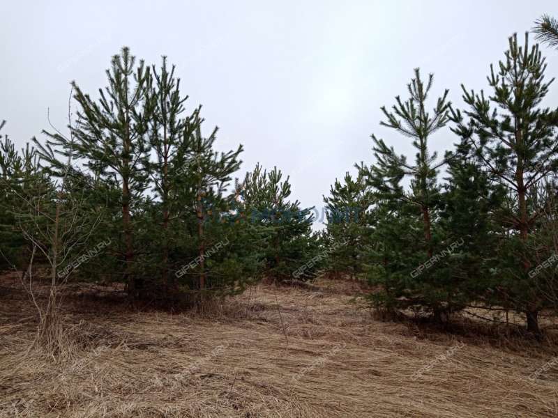 земельный участок 9,95 сотки Солнечная улица ДП Чешские Сады (деревня Непецино) тер