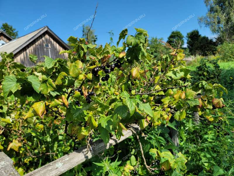 дом на  деревня Хрящи