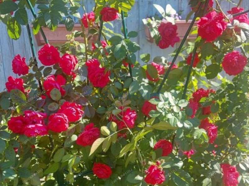 дача на СНТ Березка-2 деревня Кременки