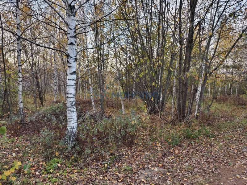 земельный участок 45 соток Солнечная улица село Новые Ключищи