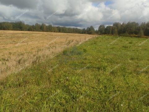 derevnya-tkalino-gorodeckiy-rayon фото