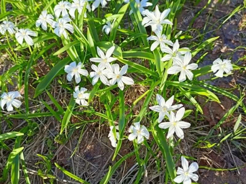 земельный участок 8 соток СНТ Ягодное город Богородск