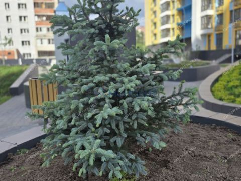 1-komnatnaya-per-vishnevyy-d-3 фото