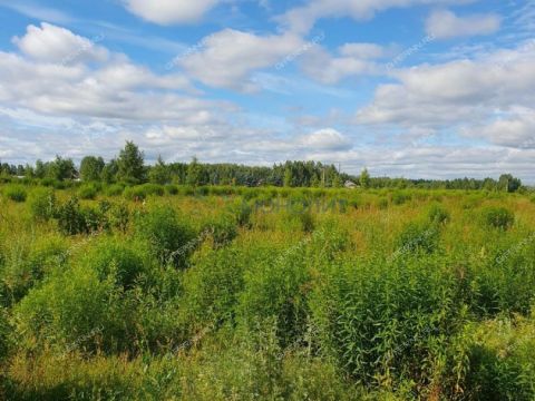 selo-ostankino-gorodskoy-okrug-bor фото