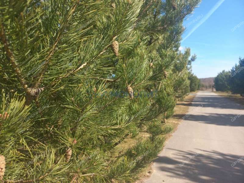 земельный участок 18 соток Южная улица Чкаловская Ривьера (деревня Ступино) днп