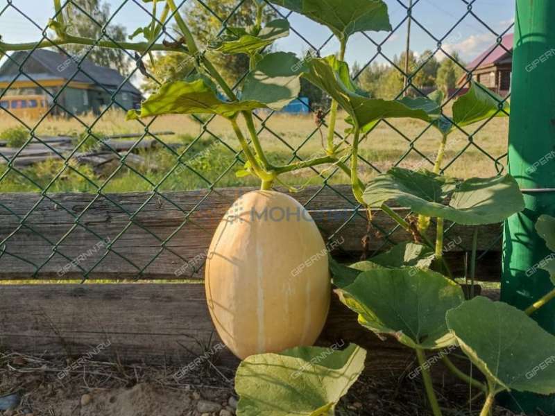 дом на улице Трудовая село Нижний Красный Яр