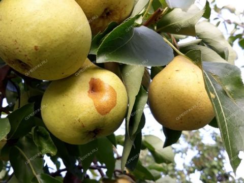 dom-derevnya-frolovskoe-kstovskiy-rayon фото