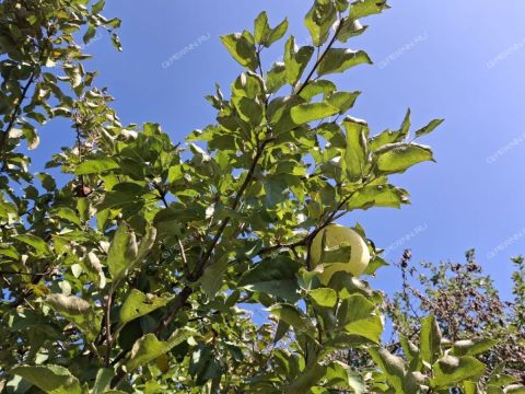 dacha-severnaya-kolta-sp-bogorodskiy-municipalnyy-okrug фото