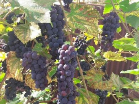 dacha-snt-n5-oao-gaz-snt-n-5 фото