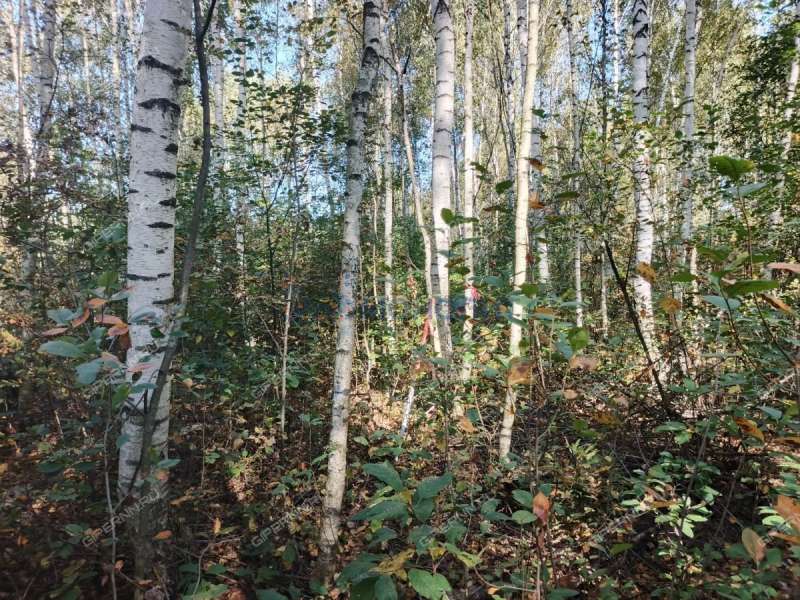 земельный участок 7,81 сотки Центральная улица посёлок Ситники