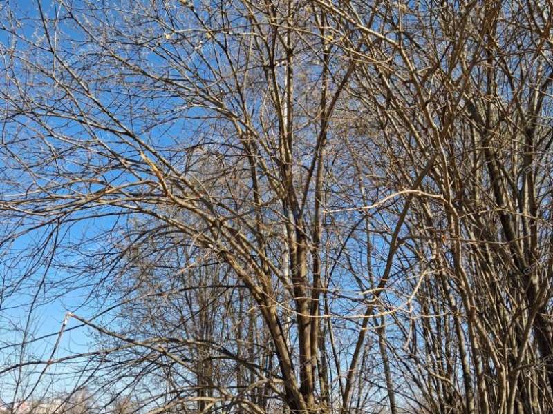 земельный участок 8,44 сотки Широкая улица КП Михальчиково