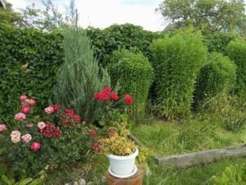 dacha-snt-nadezhda фото