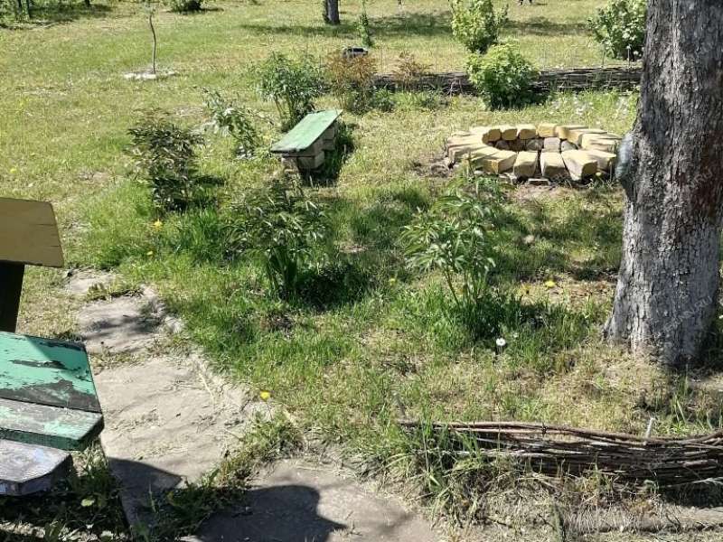 дача на с/т им Тимирязева Территория