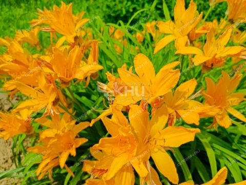 dom-derevnya-suharenki-gorodeckiy-rayon фото